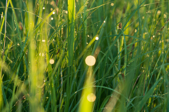 Grass in a meadow as a background. Early morning, dew, close-up.