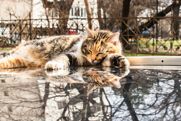 Obraz premium Calico stray cat resting on a parked car roof in sunlight with urban reflections and calm mood.