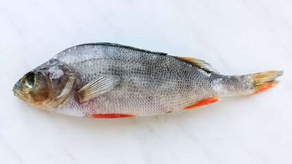 Dry perch on a marble background.