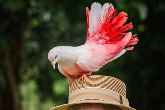 Colorful fancy pigeon with red and white feathers perched on straw hat, close-up portrait of decorative bird in outdoor park setting