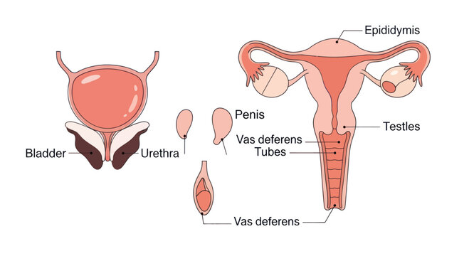 Detailed Diagram of Human Reproductive and Urinary Systems.
