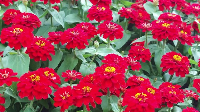 Red zinnias are blooming profusely in the garden.