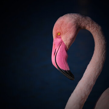 Elegant profile of a pink flamingo creating a natural heart shape with its curved neck. Minimalistic wildlife portrait with strong graphic composition and deep blue background.