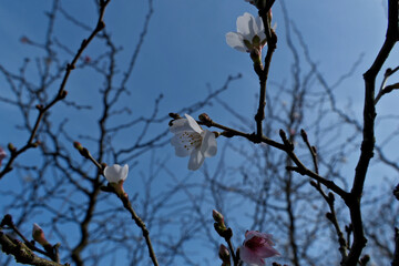 Vibrant Spring Cherry Blossoms: Close-Up Blooming Branch Against Clear Blue Sky. Fresh Cherry Blossoms in Springtime, Blue Sky Backdrop. 