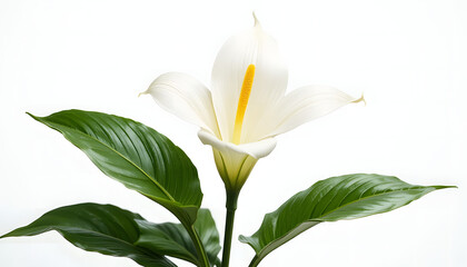 Obraz premium Peace Lily with White Blooms – Studio Isolated on White Background