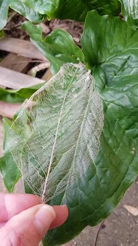 Squelette de feuille morte