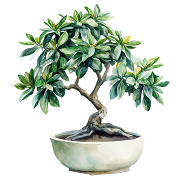 watercolor of Schefflera Bonsai draw graphic, isolated on a white background.