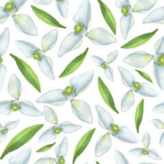 Seamless pattern of blooming snowdrops
