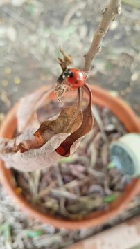 Coccinelle... 