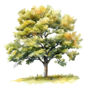 Sassafras Tree, watercolor artwork with intricate patterns and vibrant, isolated on a white background.