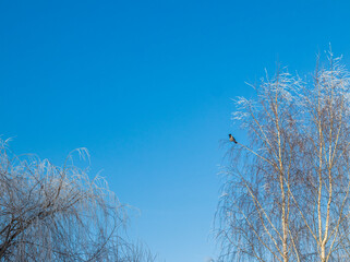 Obraz premium A winter scene with trees covered in hoarfrost under a clear blue sky. Crow sitting on the brunch. Outdoors