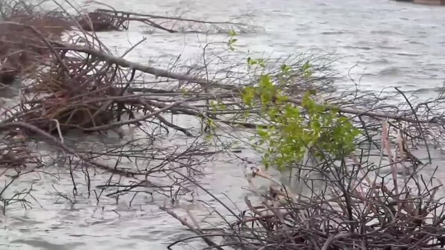 Mangrove trees have died due to flooding, productive ponds have turned into permanent pools of sea water, on the north coast of Pekalongan