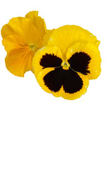 two yellow pansy flowers png cutout real