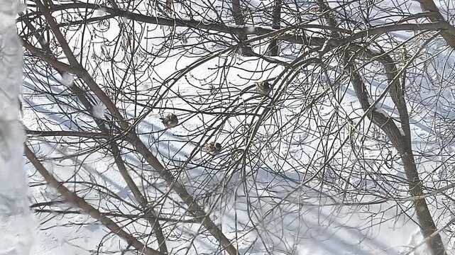 Leafless treetops intertwine against the pale winter sky. Thin branches form a complex pattern, creating a feeling of silence and a frosty morning in a quiet yard.