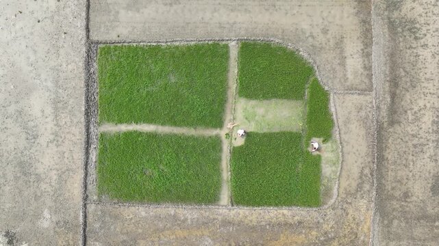 Farmers pulling rice seedlings from muddy seedbed &ndash; ascending aerial drone shot 4K