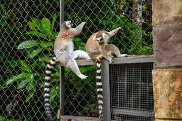 Fototapeta premium Ring-tailed lemurs resting on a fence in a lush green environment with trees and foliage in the background. Safari park on Phu Quoc island. Wildlife Africa concept