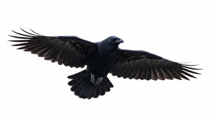 Fototapeta premium Black Crow in Flight with Wings Spread Wide Over White Background Isolated Silhouette in Nature