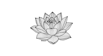 Elegant Black and White Lotus Flower Illustration.