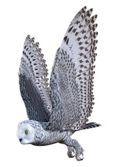 3D Rendering Snow Owl on White