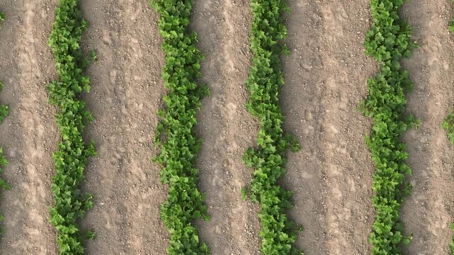 Top view of cucumber plants growing in straight rows &ndash; 4K agricultural field pattern