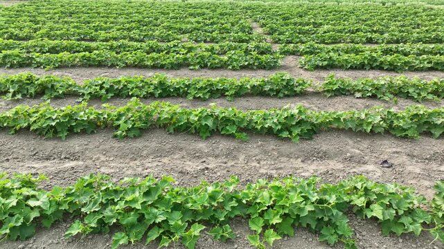 Rows of cucumber plants growing in cultivated agricultural field &ndash; 4K farming landscape