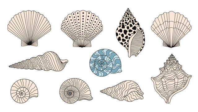 Detailed collection of various seashells and snail shells in different shapes and patterns including spirals and fans on a white background.