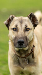 Obraz premium Kangal dog protecting its flock
