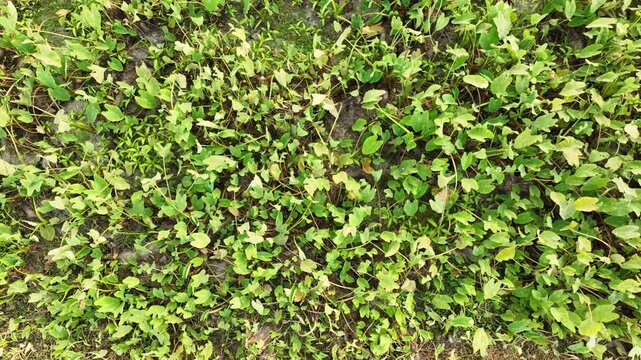 Top view of taro field with dense green leaves texture &ndash; 4K agriculture footage