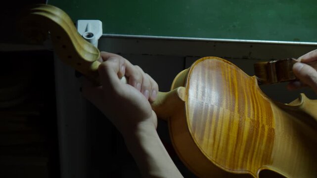 Luthier hands brushing golden amber varnish onto a violin or viola back plate, revealing the flaming and wood chatoyance with smooth layered strokes