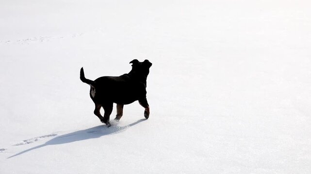 An energetic young black dog joyfully runs and plays on the surface of a frozen pond covered with a thin layer of fresh snow. The pet enjoys a winter walk, showing sincere emotions, activity, and a pl
