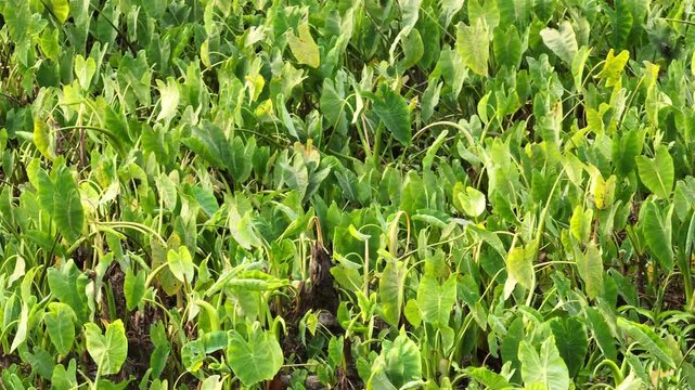 Close half circle view of lush taro leaves field &ndash; 4K tropical agriculture footage
