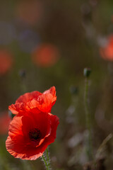 Vertical Image of Red Poppy Flower in Sunny Meadow