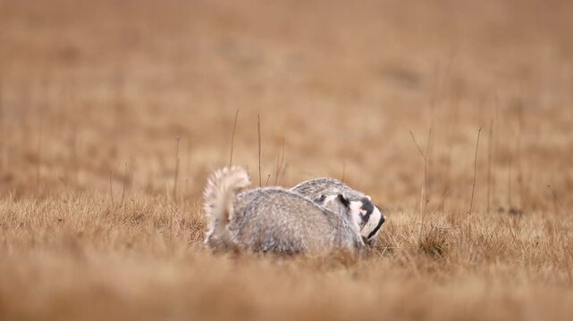 A pair of Badger (Meles meles) eating a duck on grassland. The animals are obviously competing with each other, struggling for every piece of meat, but one of them is highly dominant. Winter wildlife
