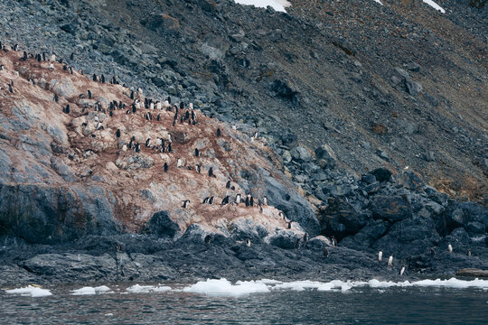 View of penguins huddle on rocky slopes, a stark contrast to the icy waters below, wildlife thrives in the harsh landscape, Antarctica, Antarctica.