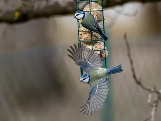 Blaumeisen am Futterplatz © Georg