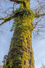 Fototapeta premium Green moss covers the trunks of trees in a humid forest. Mosses interfere with gas exchange, weakening the tree. Insects and their larvae can hide in the moss layer.