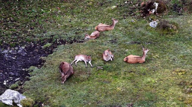 Red deer stag and his harem sleeping during the day