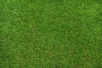 green grass texture - well-groomed turf in the garden or soccer stadium © Igor Link