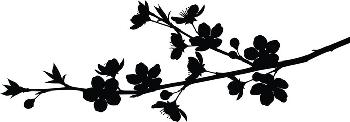 Fototapeta premium A beautiful spring blossom branch silhouette with delicate open flowers and tiny developing buds, a clean white background