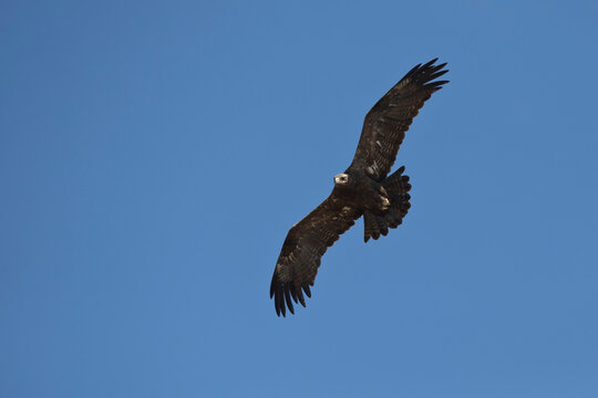 adult steppe eagle (Aquila nipalensis) circeling high above the Bale Mountains in Ethiopia
