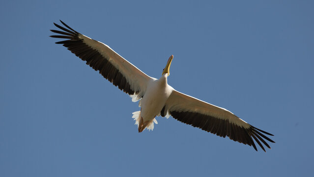 adult great white pelican (Pelecanus onocrotalus) circeling high above Lake Chamo and Nechisar National Park in Ethiopia
