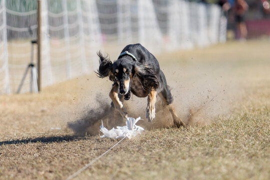Saluki dog about to catch the lure line