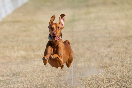 Vizsla dog in mid-air during a lure chase