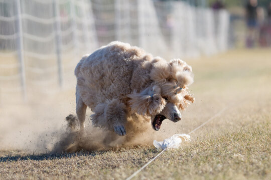 Peach colored standard poodle about to catch a lure line