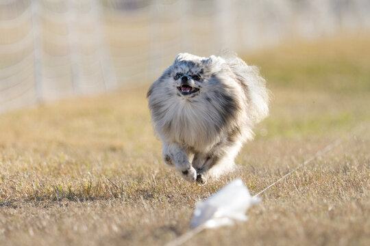 Pomeranian dog running in a fast cat event