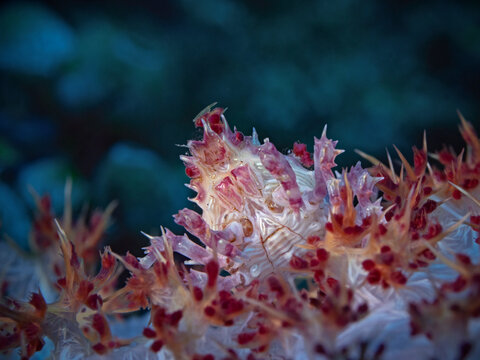 Dendronephthya Crab - Hoplophrys oatesii - Schleierb&auml;umchen Spinnenkrabbe