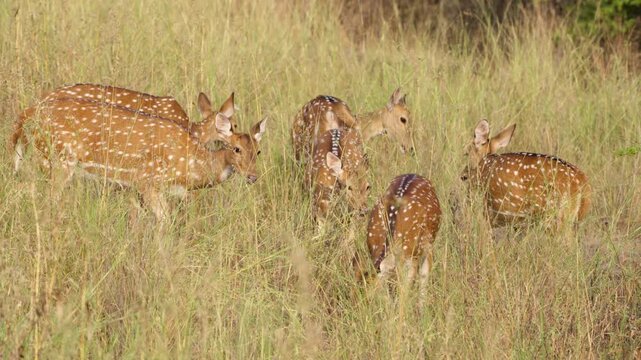 Chital Axis Deer Grazing Ranthambore, Spotted Deer Eating Rajasthan Jungle, Indian Wildlife Axis Axis India