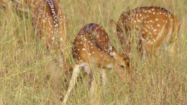 Chital Axis Deer Grazing Ranthambore, Spotted Deer Eating Rajasthan Jungle, Indian Wildlife Axis Axis India