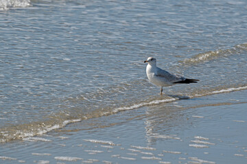 Ring-billed Gull standing in shallow water at a beach, looking out to sea.