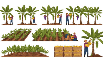 Banana tree farming vector illustration with harvest workers and tropical plantation rows isolated on white background for agriculture design © MdAtaur